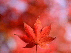 描写秋天的句子优美带图片 秋天到了微信心情说